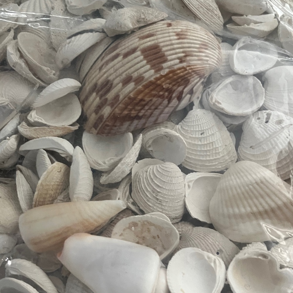 Beautiful Assorted Seashells Collection from Florida #25 - Picture 7 of 8